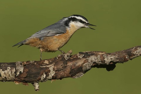 Red-breasted Nuthatch (Sitta canadensis) singing, Ohio, USA
