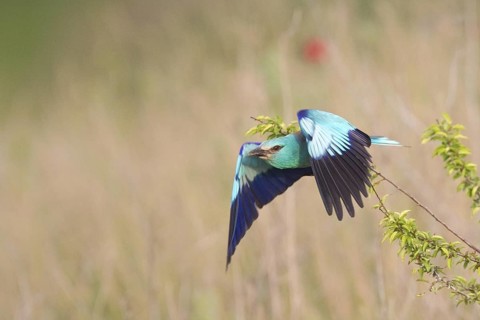 European Roller (Coracias garrulus) flying, Bulgaria