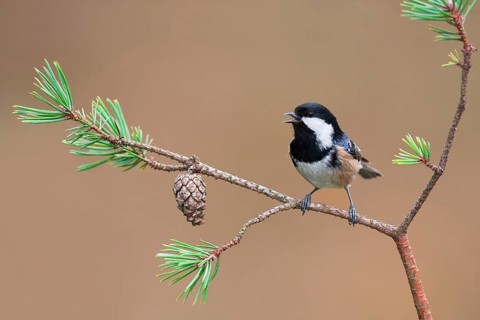 Coal Tit (Periparus ater) singing, Mecklenburg-Western Pomerania, Germany