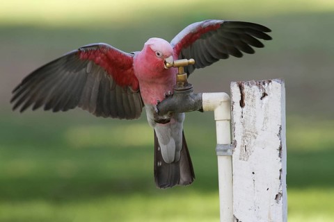 Galah (Eolophus roseicapilla), Australia