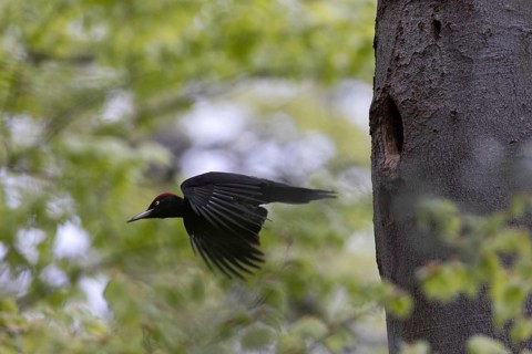 Black Woodpecker (Dryocopus martius) male flying away from breeding cavity, North Rhine-Westphalia,