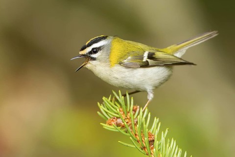 Common Firecrest (Regulus ignicapilla) singing, Baden-Wuerttemberg, Germany