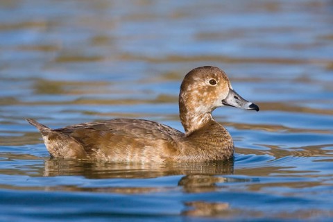 Redhead Aythya americana Tucson, ARIZONA, United States March Adult Female Anatidae
