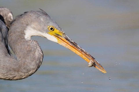 Western Reef Heron (Egretta gularis) eating a fish, Eilat, Israel