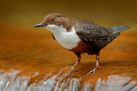 White-throated Dipper, Cinclus cinclus, brown bird with white throat in the river, waterfall in the
