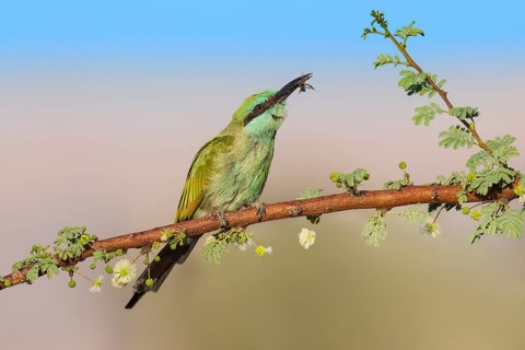 Green Bee-eater (Merops orientalis) with bee prey in beak, Eilat, Israel