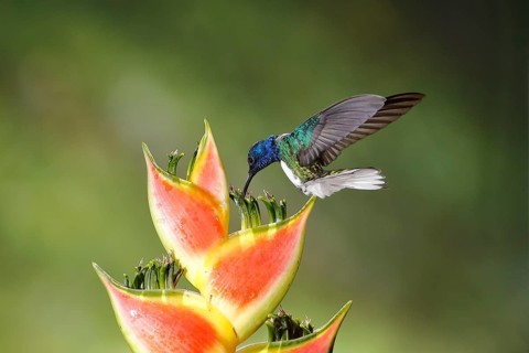 White-necked Jacobin (Florisuga mellivora) male flying and feeding on flower nectar, Costa Rica