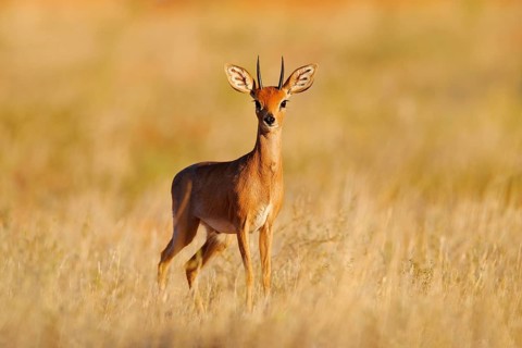 Steenbok, Raphicerus campestris, sunset evening light, grassy nature habitat, Kgalagadi, Botswana.