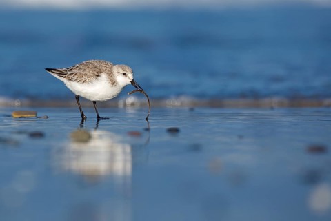 Sanderling (Calidris alba) foraging, Schleswig-Holstein, Germany