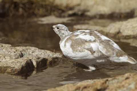 White-tailed Ptarmigan (Lagopus leucura), California, USA