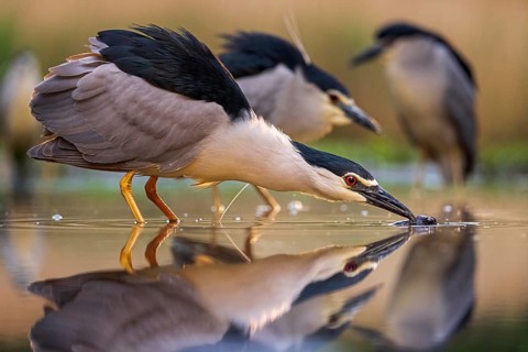 Black-crowned Night Heron (Nycticorax nycticorax) group hunting, Kiskunsag National Park, Hungary