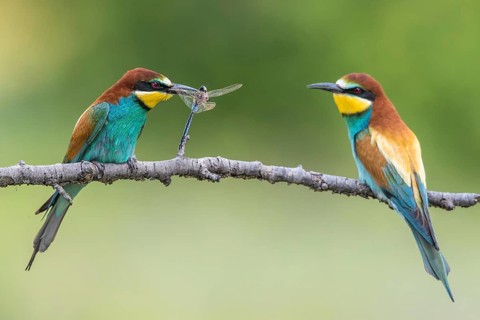 European Bee-eater (Merops apiaster) pair displaying, presentation of a Lesser emperor (Anax