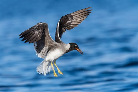 White-eyed Gull (Ichthyaetus leucophthalmus) flying, Eilat, Israel