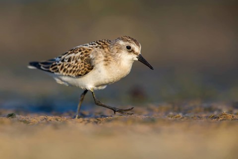 Little Stint (Calidris minuta) foraging, Poland