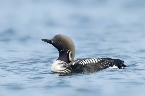 Black-throated Loon (Gavia arctica), Iceland