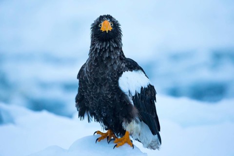 Steller's Sea Eagle (Haliaeetus pelagicus) on snow, Hokkaido, Japan