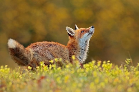Cute Red Fox, Vulpes vulpes in fall forest. Beautiful animal in the nature habitat. Wildlife scene