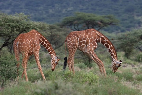 Reticulated Giraffes (Giraffa camelopardalis reticulata) two young male grazing, Samburu National