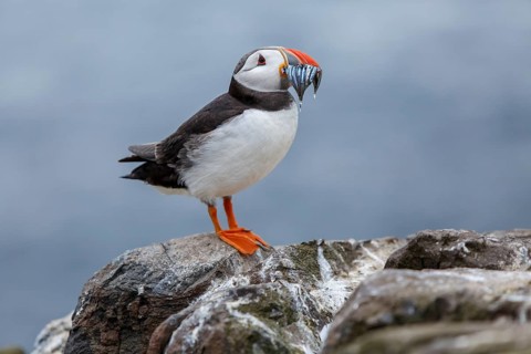 Atlantic Puffin (Fratercula arctica) adult with sandeels in bill, Farne Islands, United Kingdom