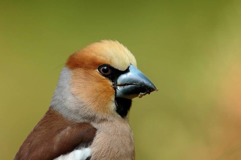 Appelvink, Hawfinch, Coccothraustes coccothraustes