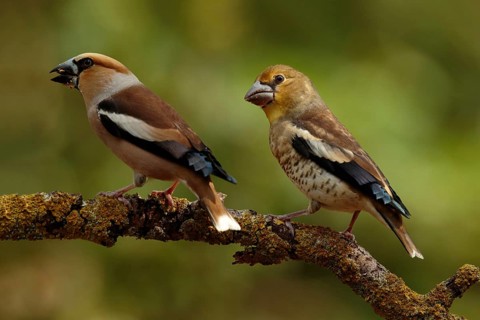 Appelvink bedelend op tak, Hawfinch begging on branch