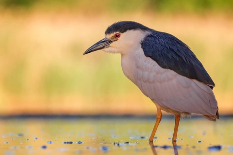 Black-crowned Night Heron (Nycticorax nycticorax) hunting, Hungary