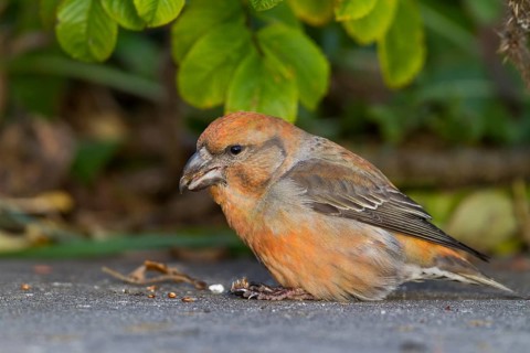 Parrot Crossbill - Kiefernkreuzschnabel - Loxia pytyopsittacus, Germany. male