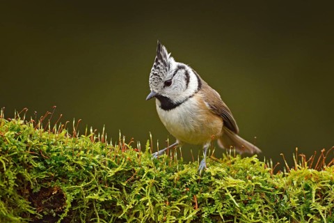 Crested Tit sitting, Songbird on beautiful green moss lichen branch with clear green background.
