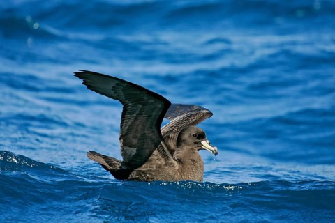 Westland Petrel (Procellaria westlandica), South Island, New Zealand