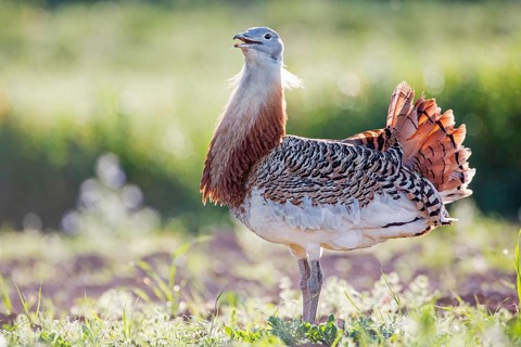 Great Bustard (Otis tarda) male calling, Extremadura, Spain