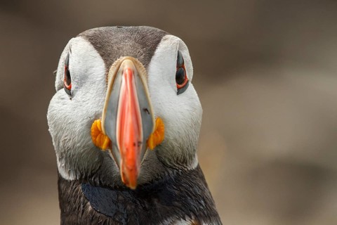 Atlantic Puffin (Fratercula arctica) adult portrait, Farne Islands, United Kingdom