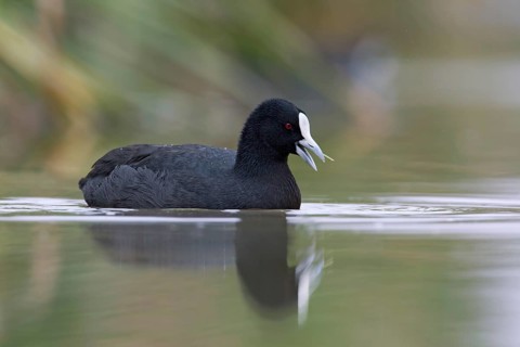 Australian Coot (Fulica atra australis), Victoria, Australia