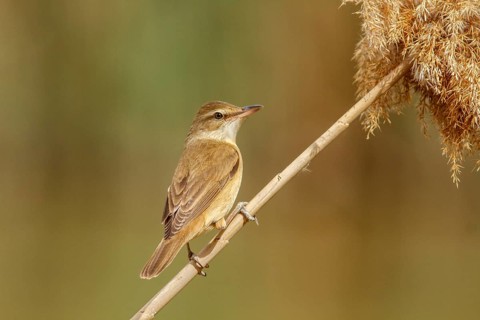 Great Reed Warbler (Acrocephalus arundinaceus), perched on marsh grass, Castile-La Mancha, Spain