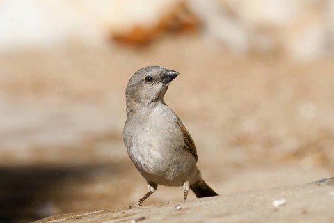 Southern Grey-headed Sparrow (Passer diffusus), Namibia