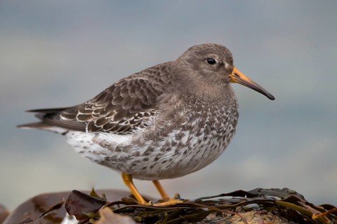 Purple Sandpiper (Calidris maritima), Finnmark, Norway