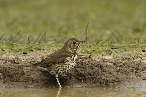 Song Thrush (Turdus philomelos), Andalusia, Spain