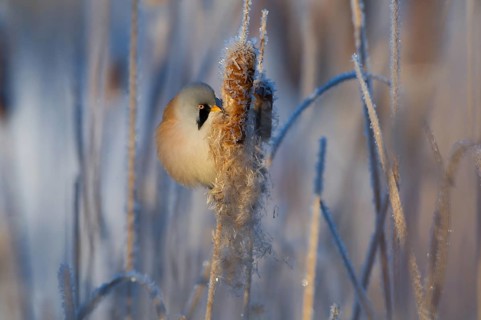 Bearded Reedling (Panurus biarmicus) male feeding on cattail seed, Thuringia, Germany