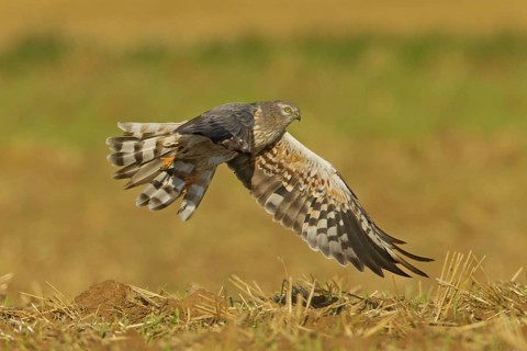 Montagu's Harrier (Circus pygargus) male flying, Rhineland-Palatinate, Germany