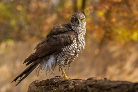 Northern Goshawk (Accipiter gentilis), Subotica, Serbia
