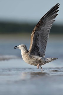 Lesser Black-backed Gull (Larus fuscus fuscus) juvenile taking flight, Mecklenburg-Western