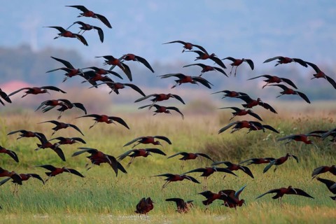 Glossy Ibis (Plegadis falcinellus) group flying, Lesvos, Greece