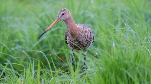Black-tailed Godwit (Limosa limosa), Lower Saxony, Germany