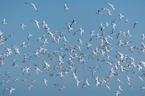 Sandwich Tern (Thalasseus sandvicensis) flock in flight, Schleswig-Holstein, Germany