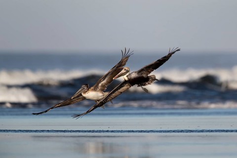 Brown Pelican (Pelecanus occidentalis) juveniles flying over the surf on the beach, Santa Rosa,