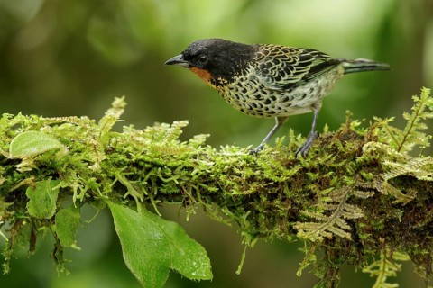 Rufous-throated Tanager (Tangara rufigula) perched on a branch in the Andes mountains of Colombia