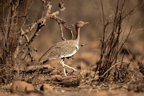 Buff-crested Bustard (Lophotis gindiana), Awash National Park, Ethiopia