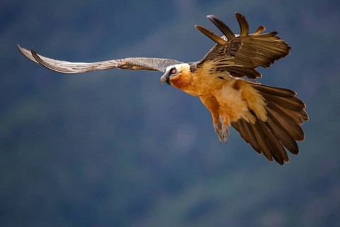Bearded Vulture (Gypaetus barbatus), flying, Aragon, Spain