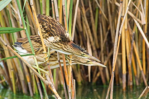 Little Bittern (Ixobrychus minutus) juveniles foraging, Thuringia, Germany