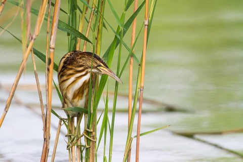 Little Bittern (Ixobrychus minutus) juvenile foraging, Thuringia, Germany