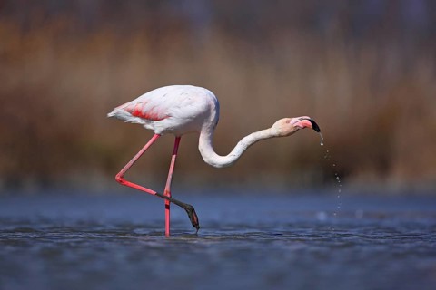 Greater Flamingo, Phoenicopterus ruber, nice pink big bird, head in the water, animal in the nature